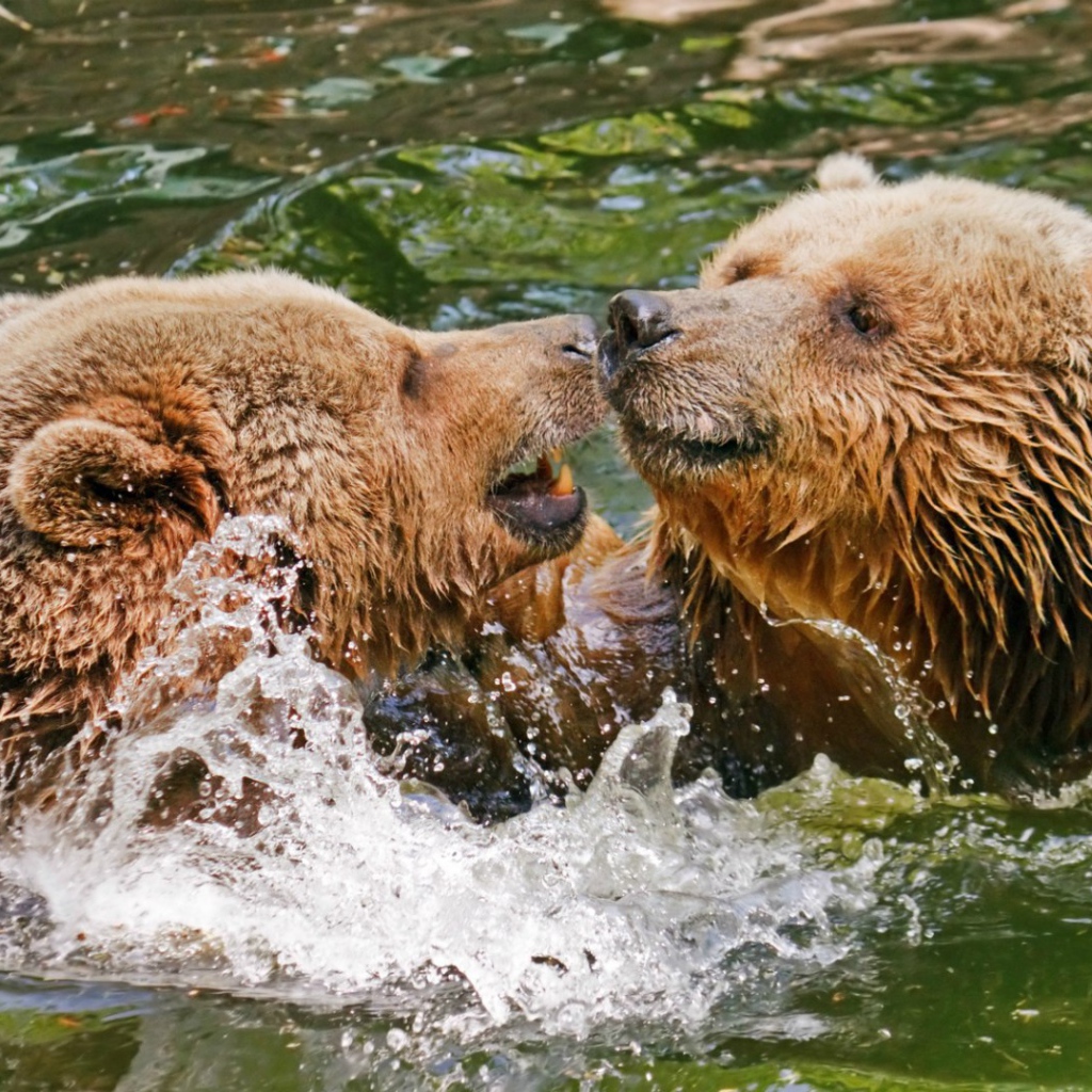 Два медведя играют в воде