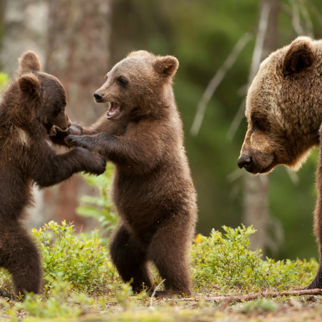 Два игривых медвежонка