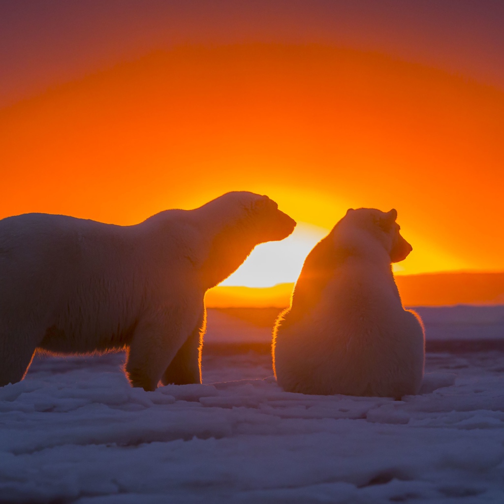 Два белых медведя смотрят на закат за полярным кругом