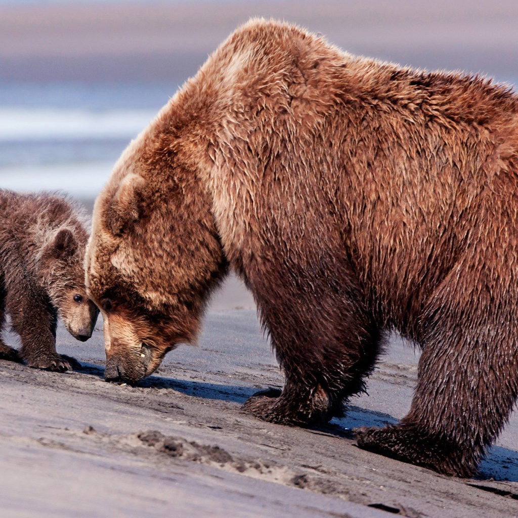 Мокрая медведица с медвежонком