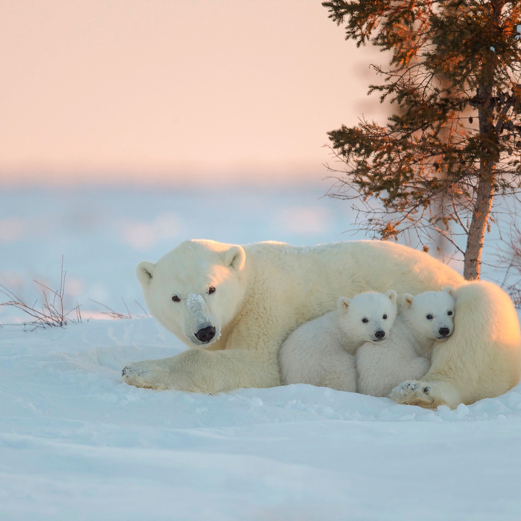 Белая медведица и два малыша