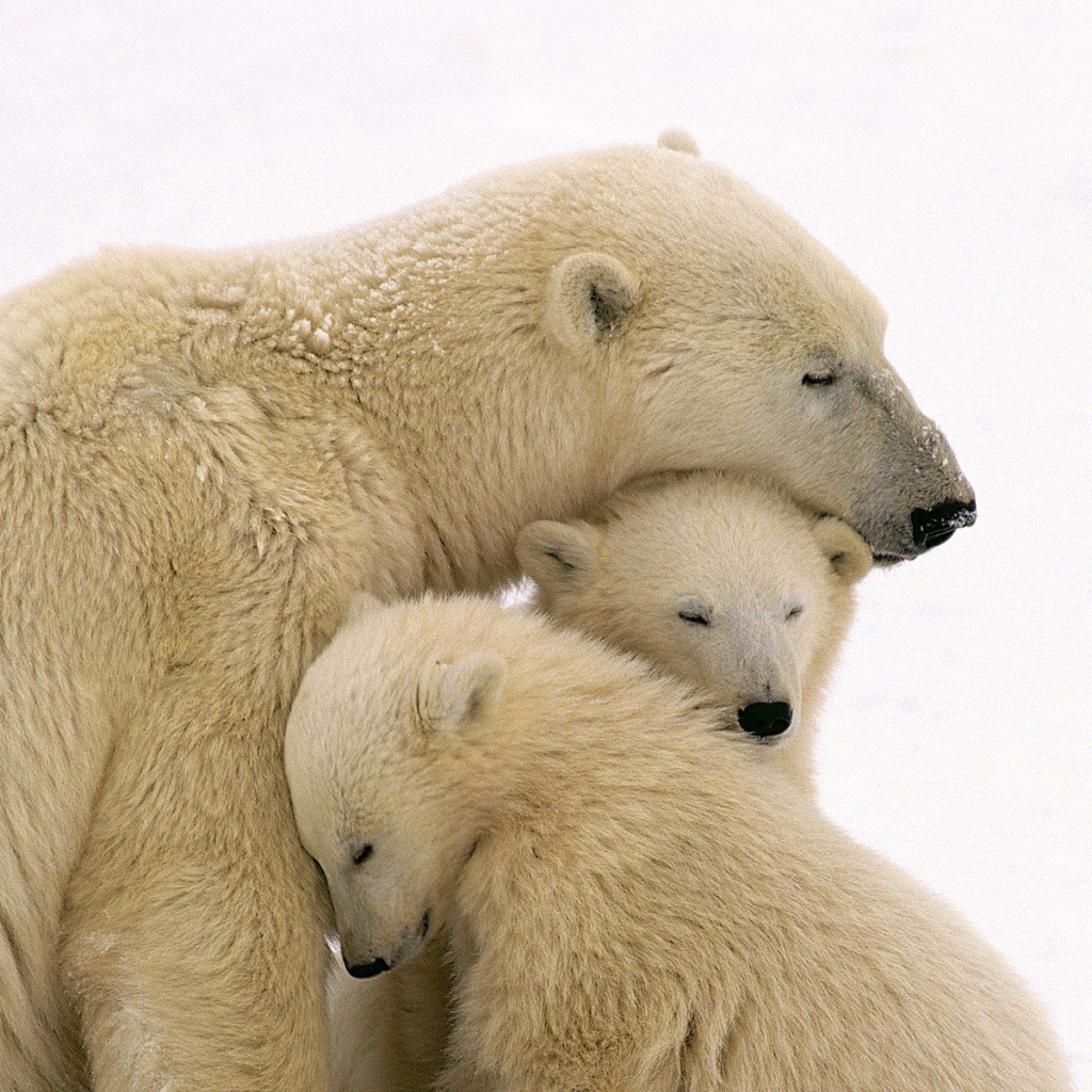 Белая медведица и два медвежонка