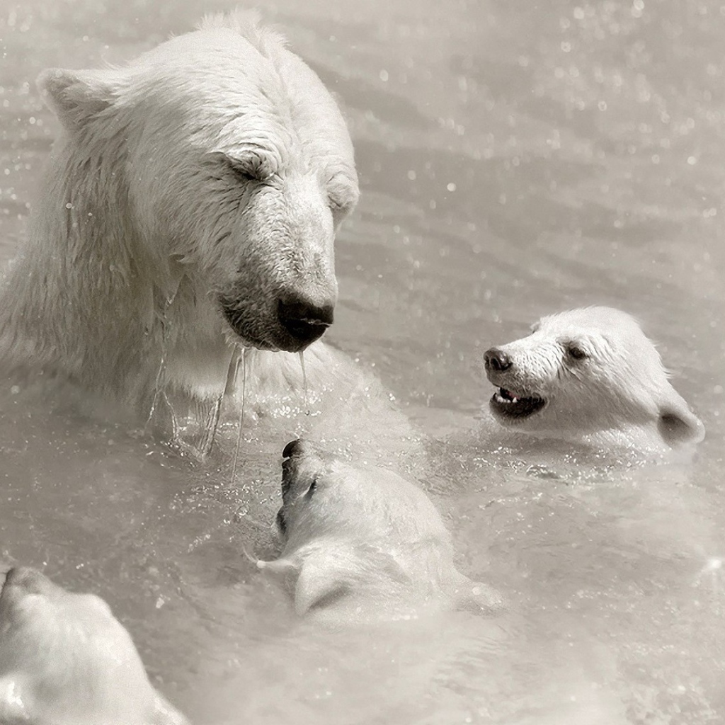 Белая медведица с детьми в воде