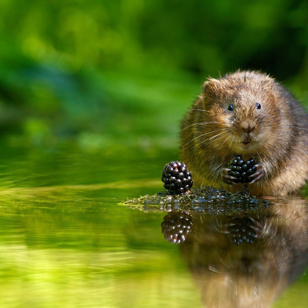 Животное водяная полёвка