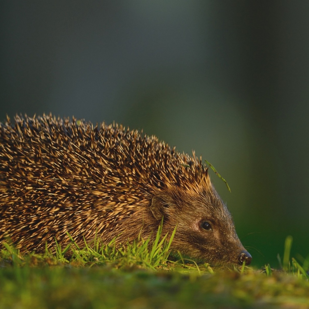 Травинка на иголках ежика