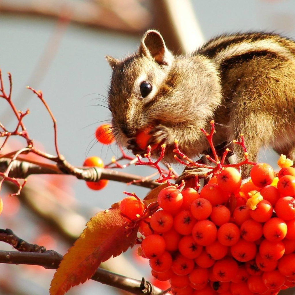 Бурундук кушает рябину