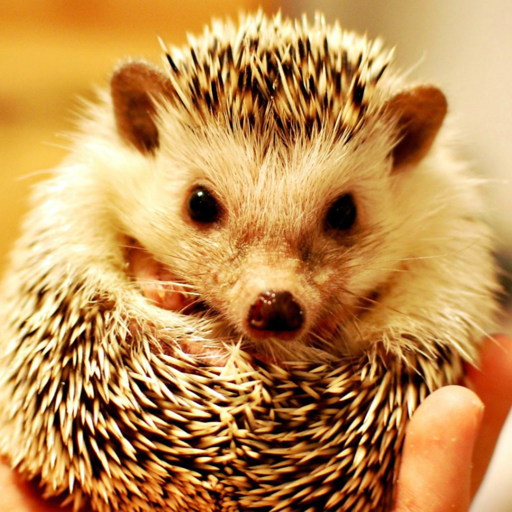 Милый ёжик в руке