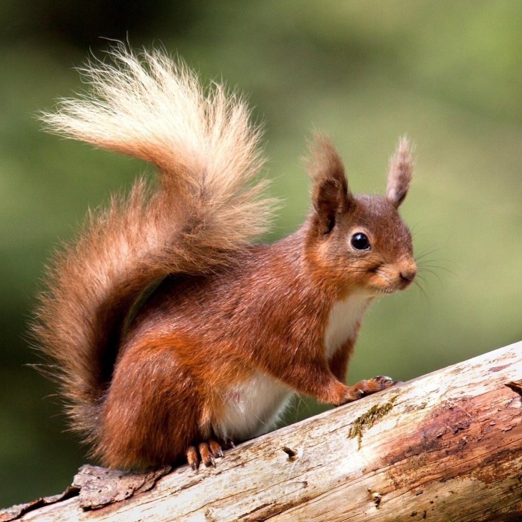 Cute red squirrel on a tree trunk