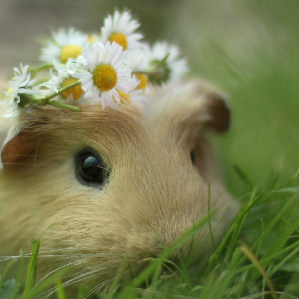 Морская свинка в траве