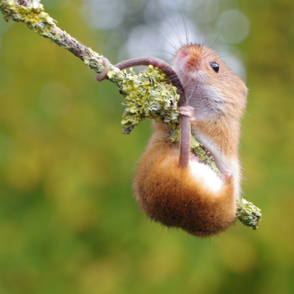 Хомяк повис на ветке