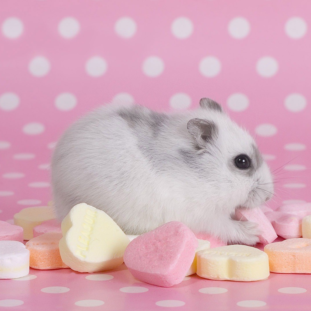 Хомячок со сладостями