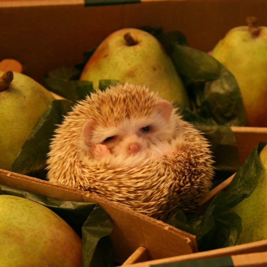 Ёж среди груш