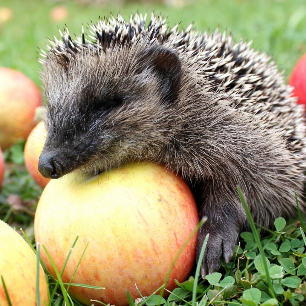 Ежик лакомится спелыми яблоками