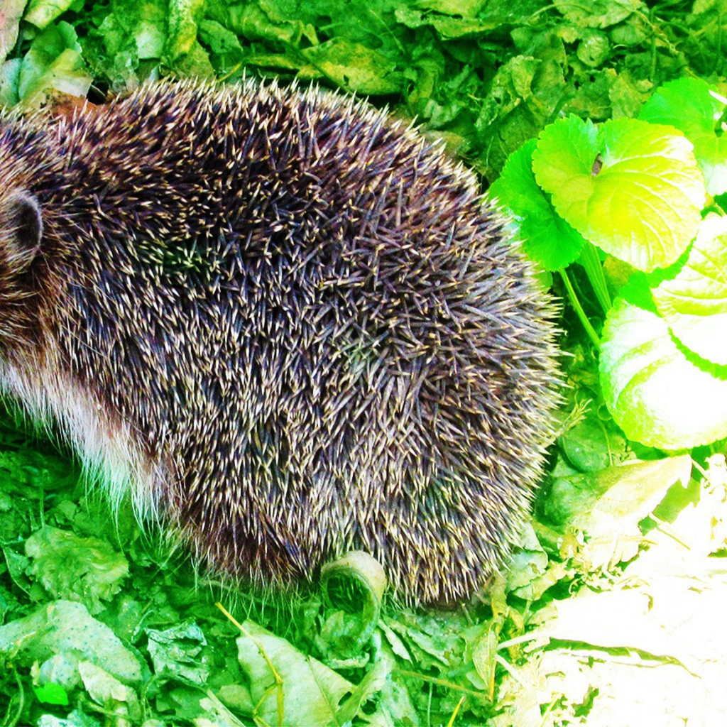 Еж сидит на зеленых листьях