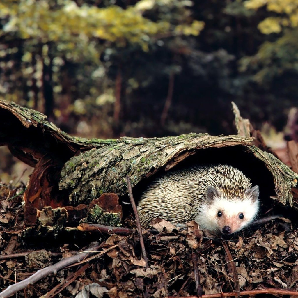 Ежик под корой дерева