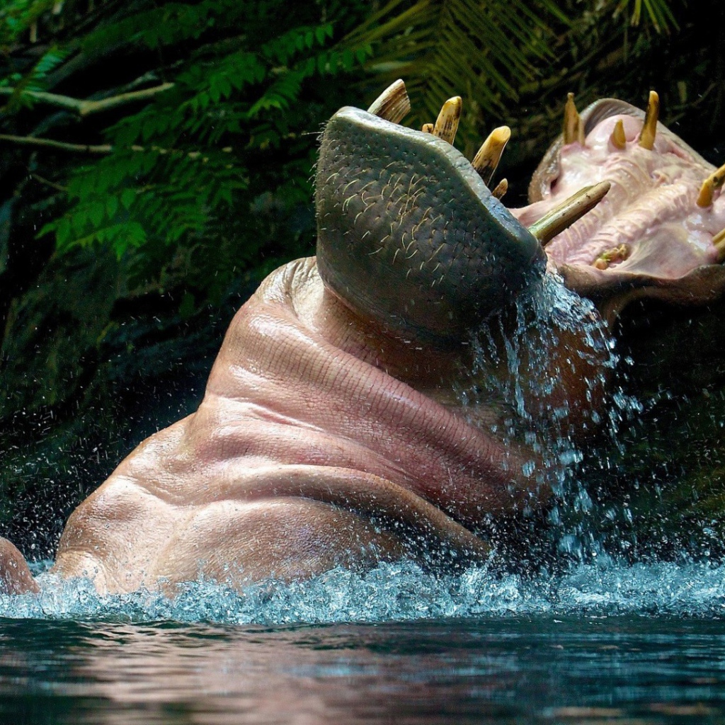 Бегемот играет в воде