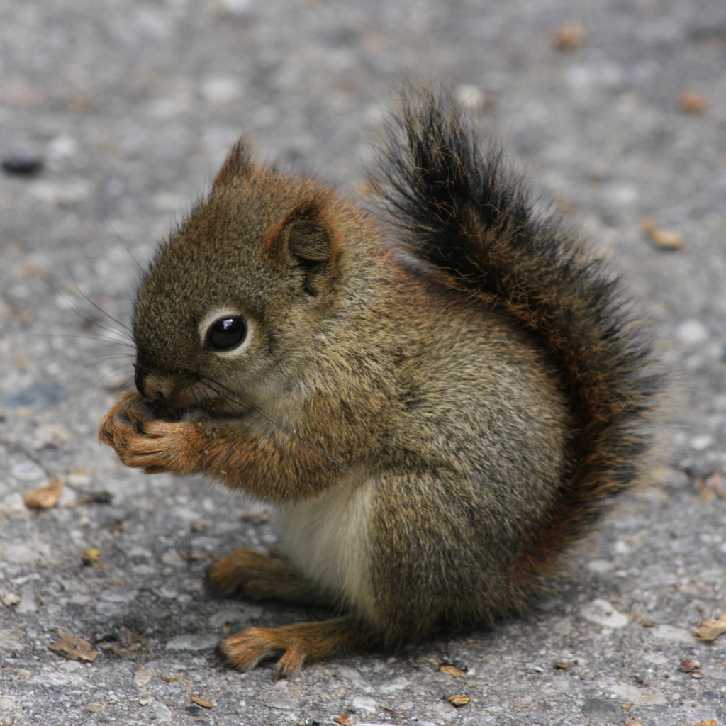 Маленькая белочка держит еду в лапках