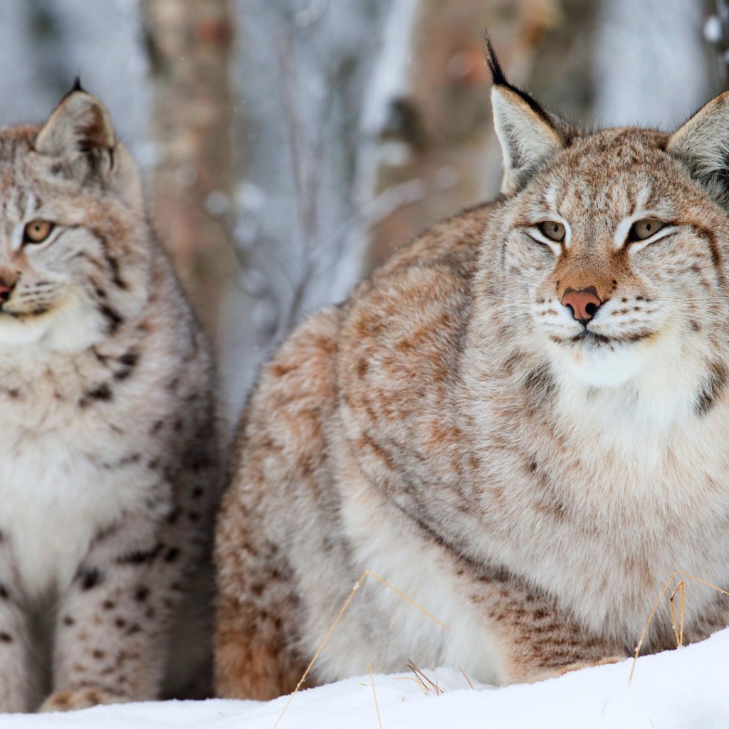 Рысь с детёнышем