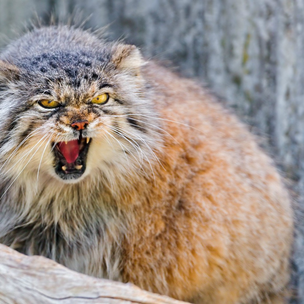 Манул в ярости