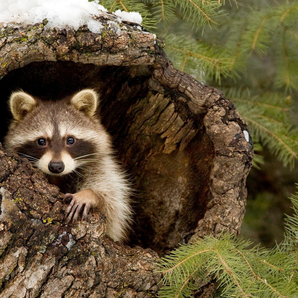 Енот-полоскун прячется в коре дерева
