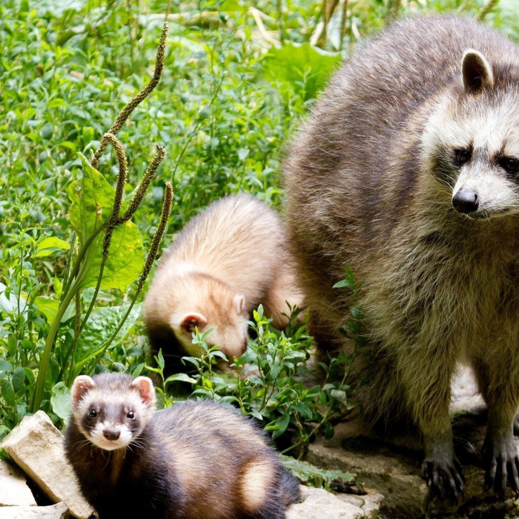 Енот-полоскун со своими детенышами