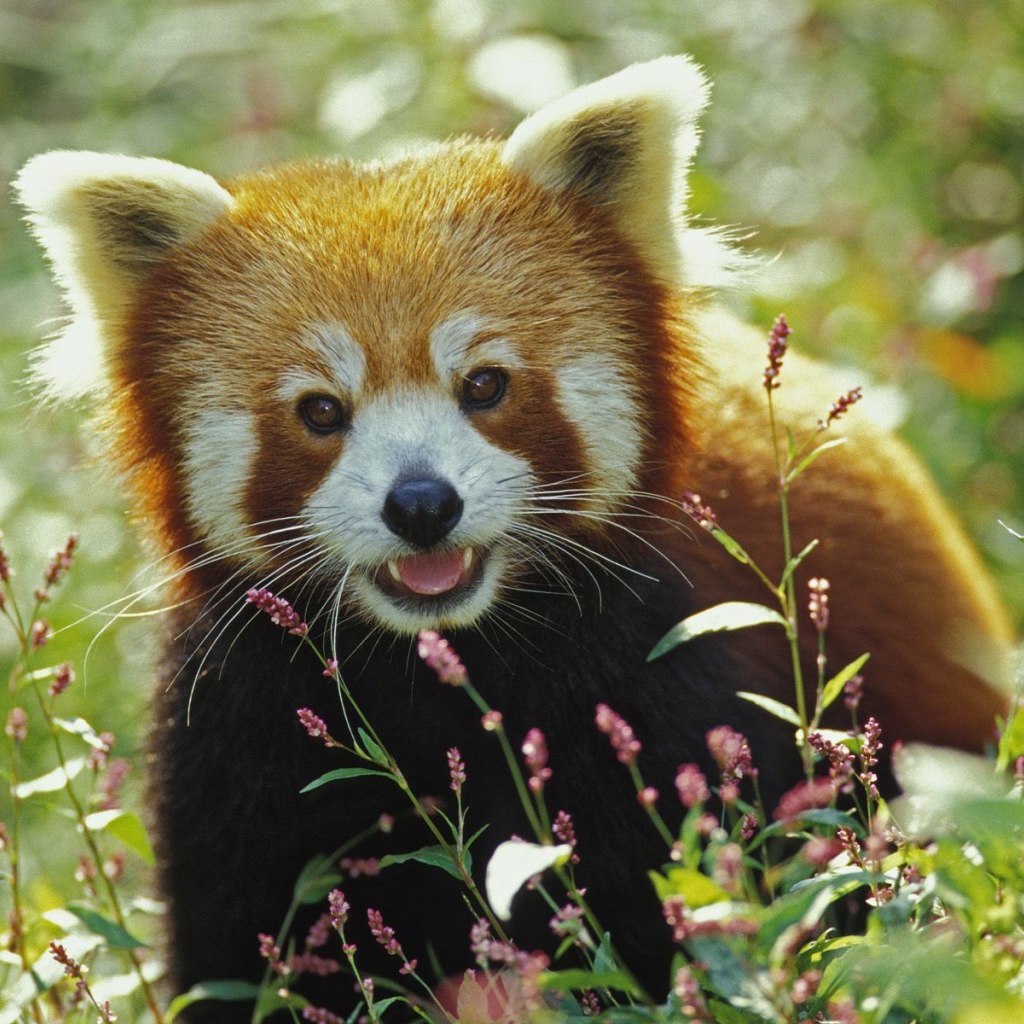 Red panda in the grass