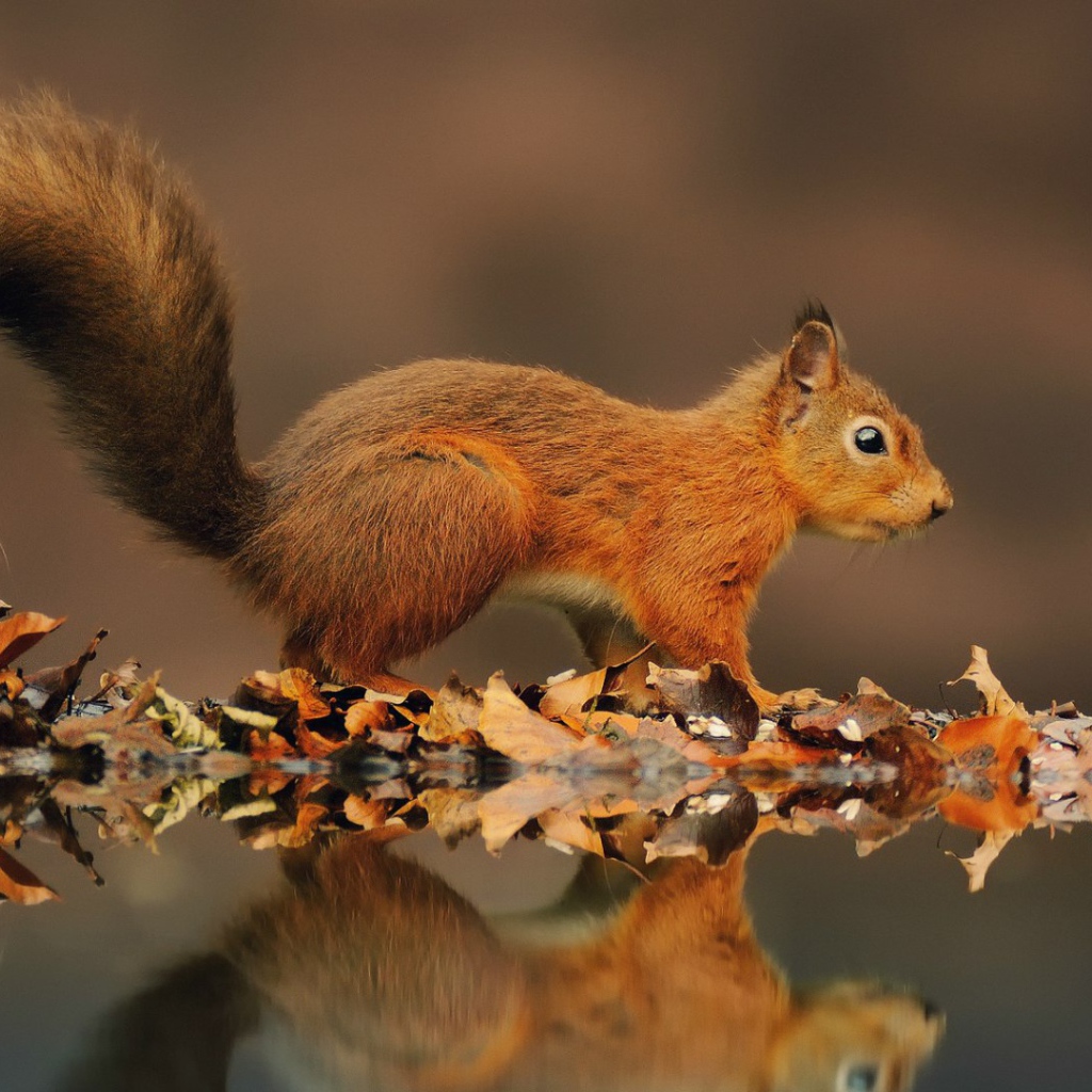 Red squirrel on a pond