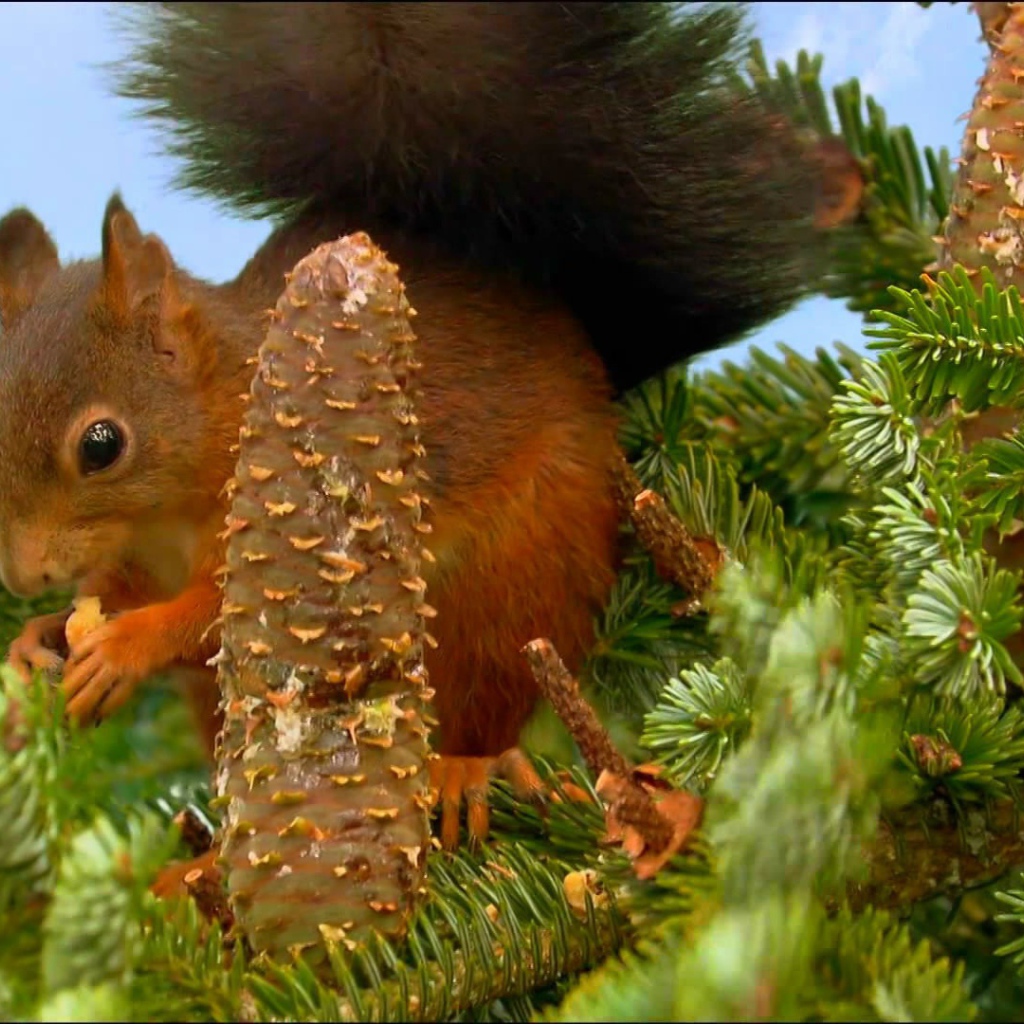 Белка собирает шишки на ёлке