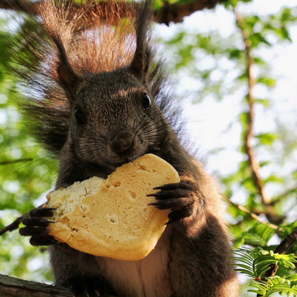 Белка ест булочку