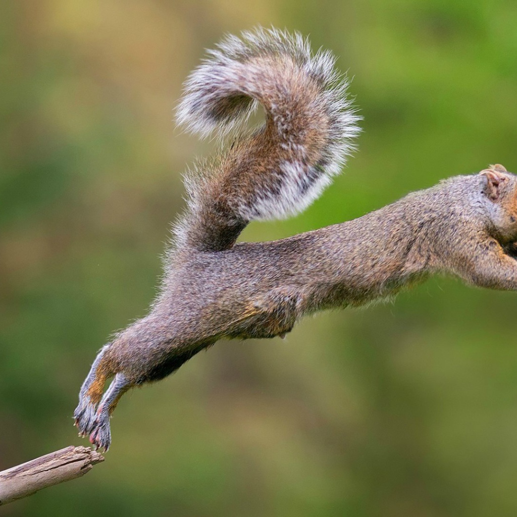 Белка совершает прыжок