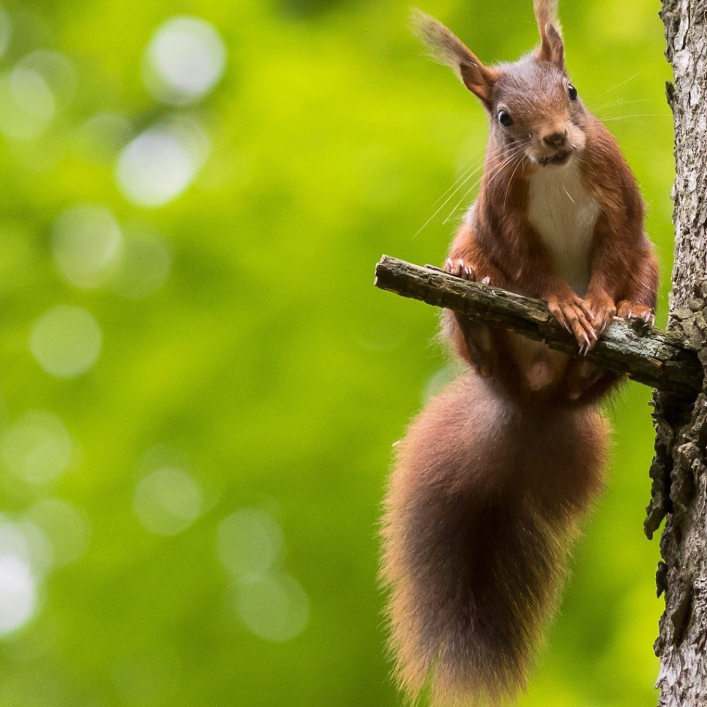 Белка на сучке дерева