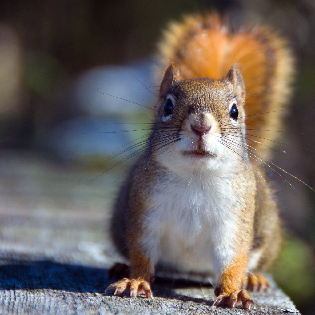 Белочка на доске