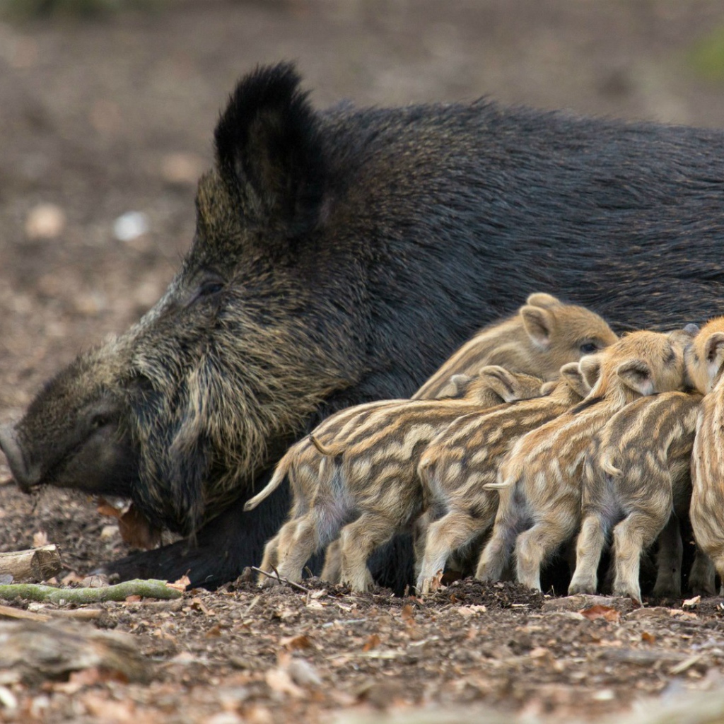 Дикие поросята с мамой