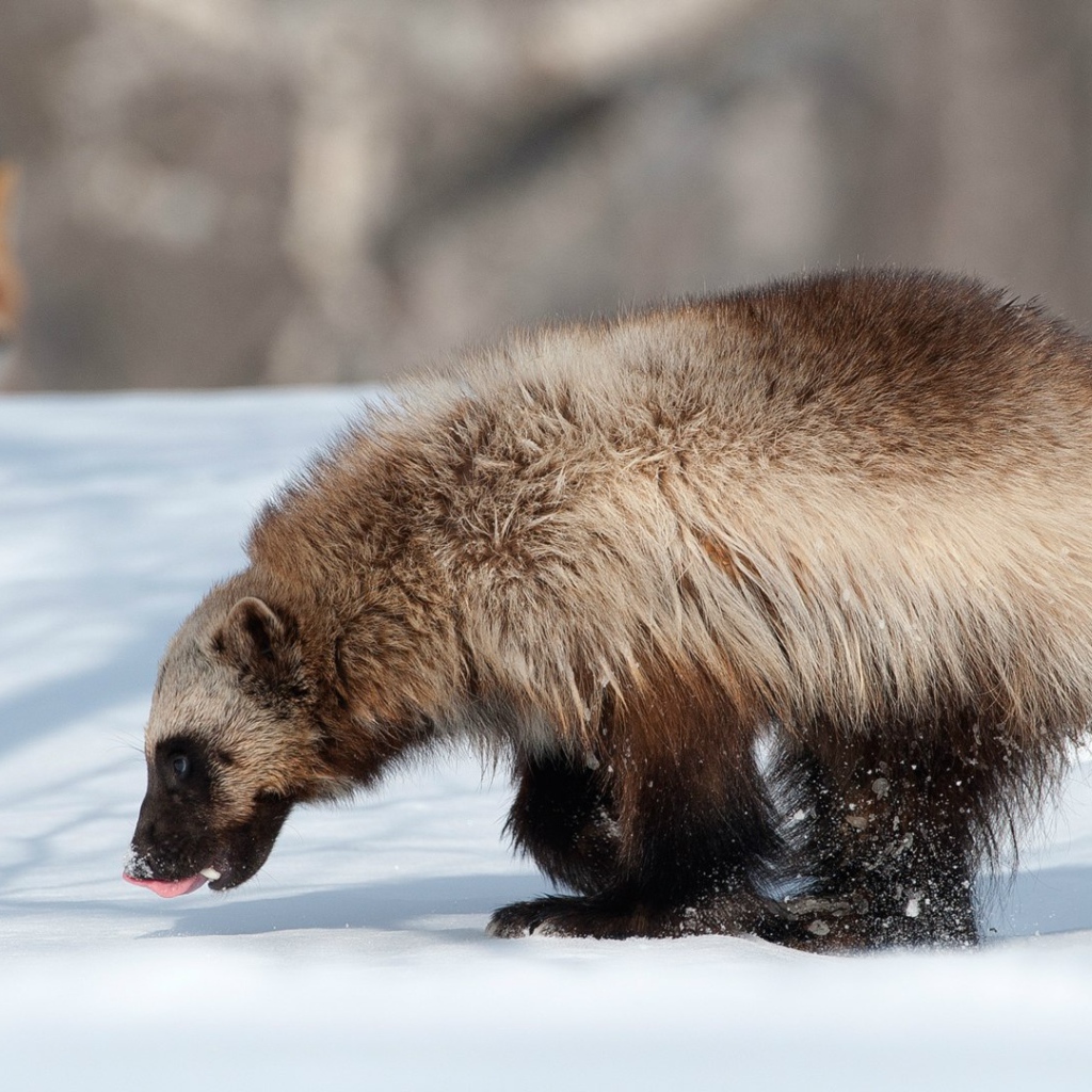 Росомаха и лиса