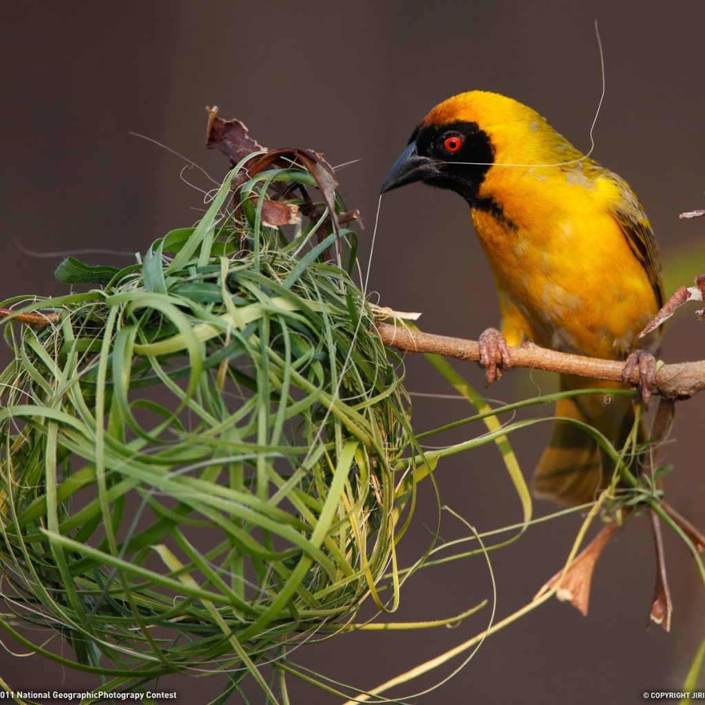 Птица вьет гнездо из травы