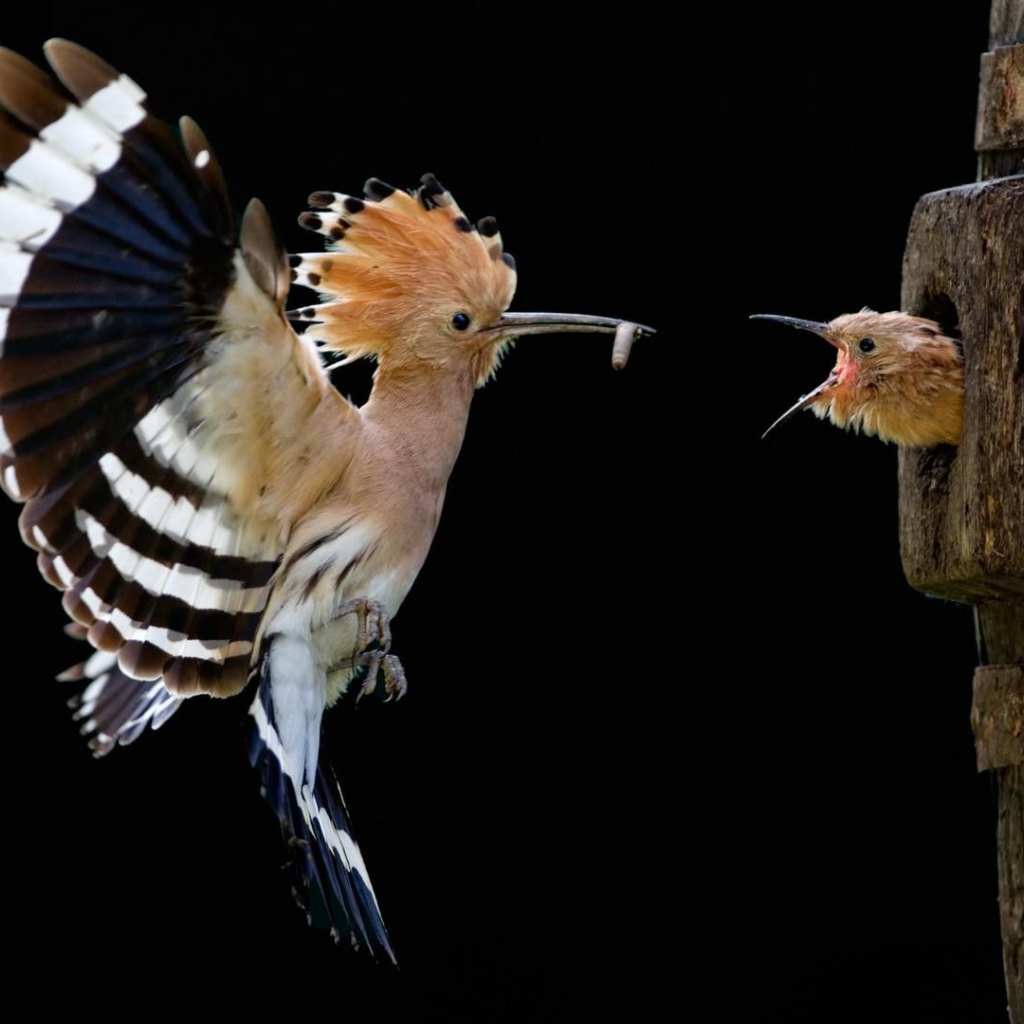 Птица с хохолком кормит птенца