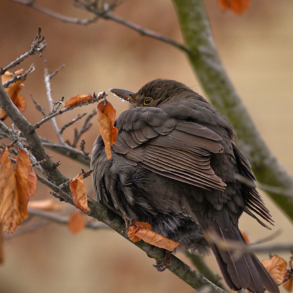 Птица с черными перьями сидит на ветке
