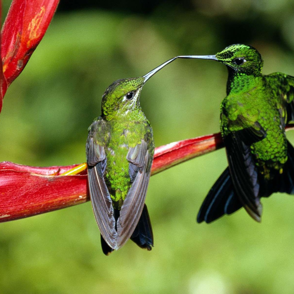 Семейная пара зеленых колибри