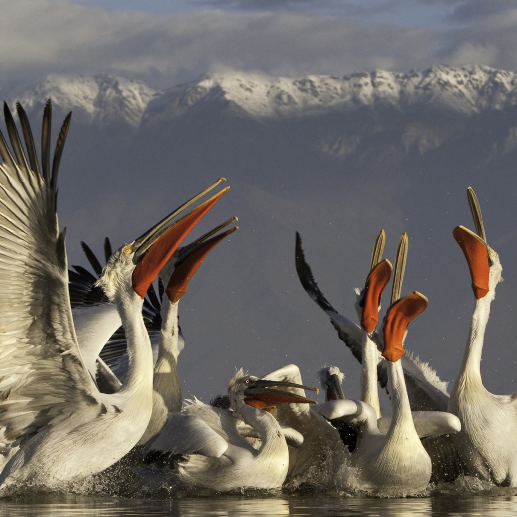 Стайка пеликанов на фоне гор