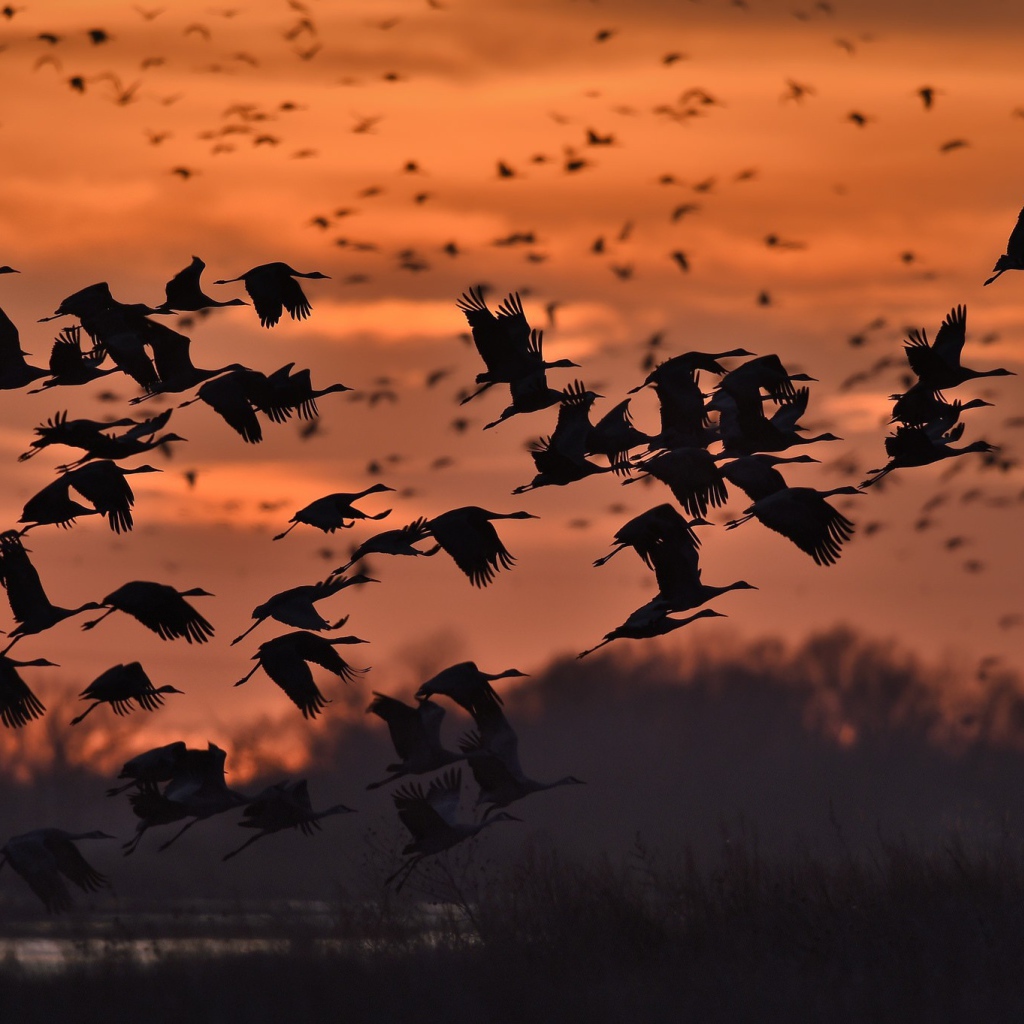 Стая диких уток на фоне заката