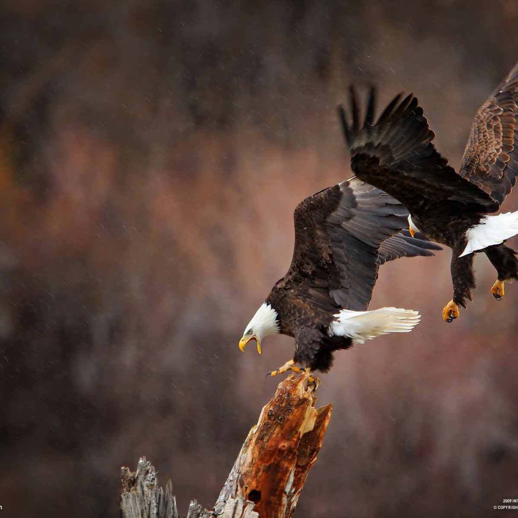 Пара белоголовых орла