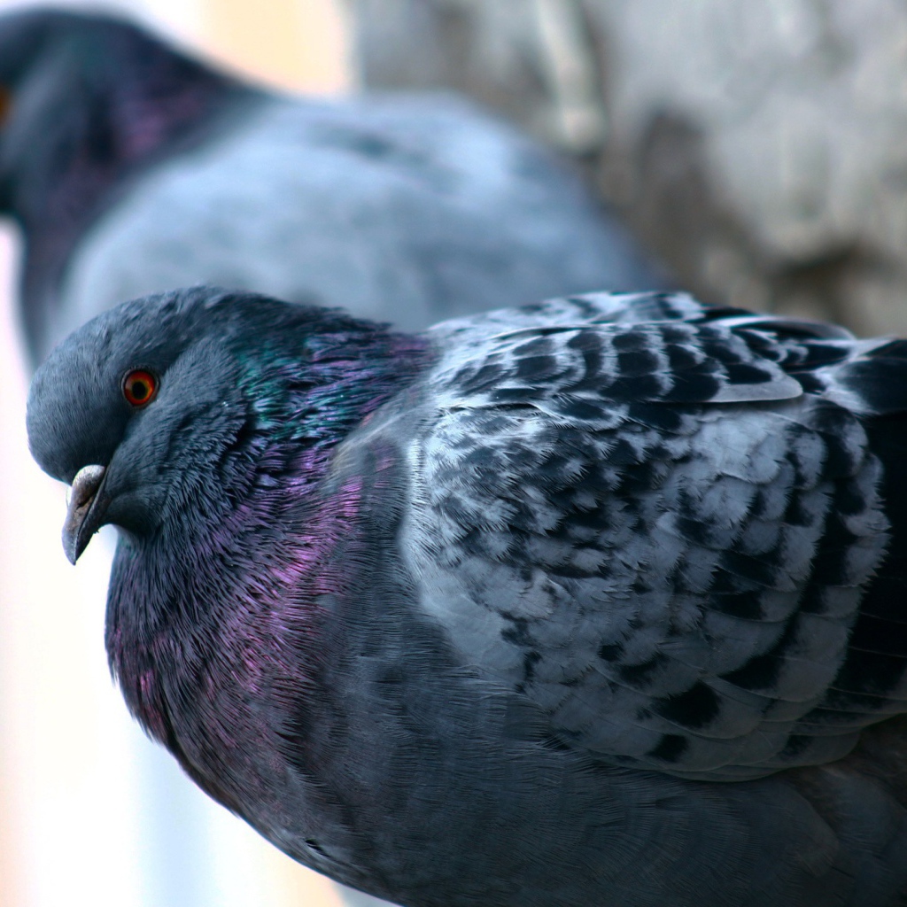 Пара сизых городских голубей