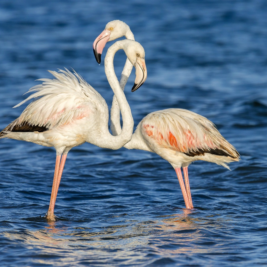 Пара фламинго стоят в воде