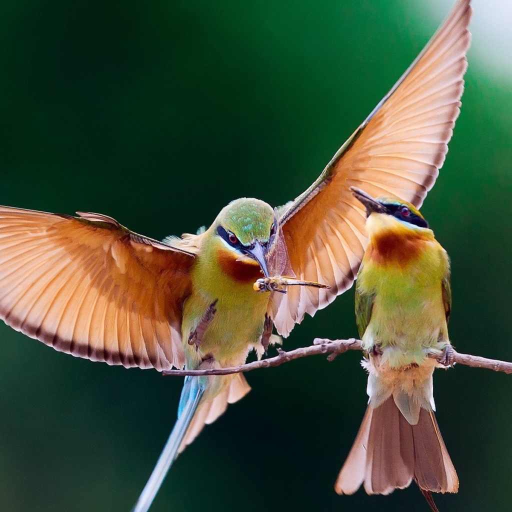 Пара колибри на веточке