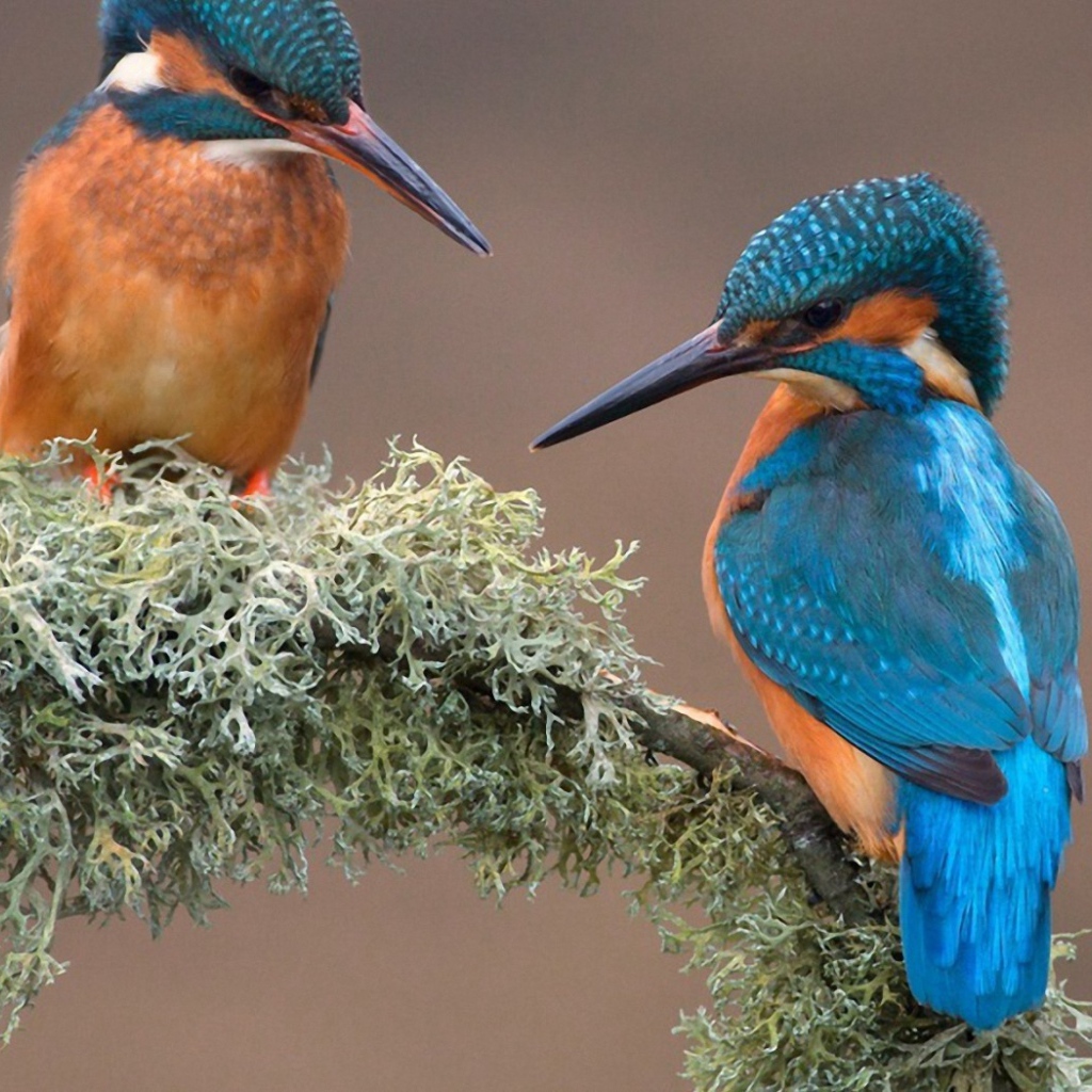 Пара зимородков вьет гнездо