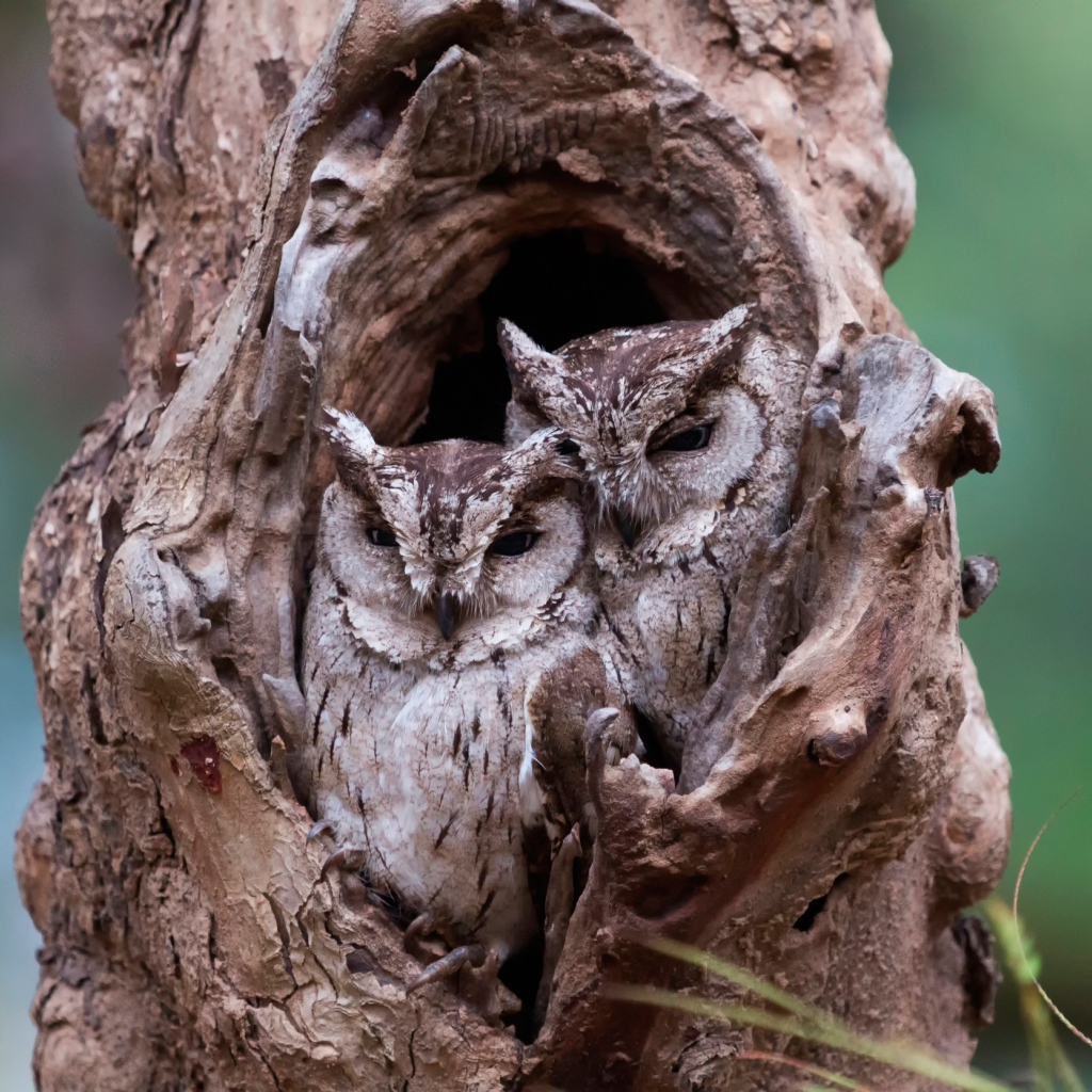 Пара сов сидят рядом в дупле