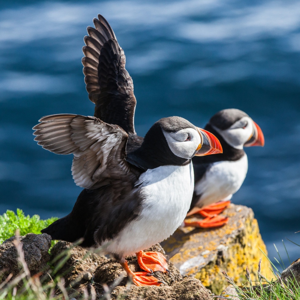Пара тупиков на камне