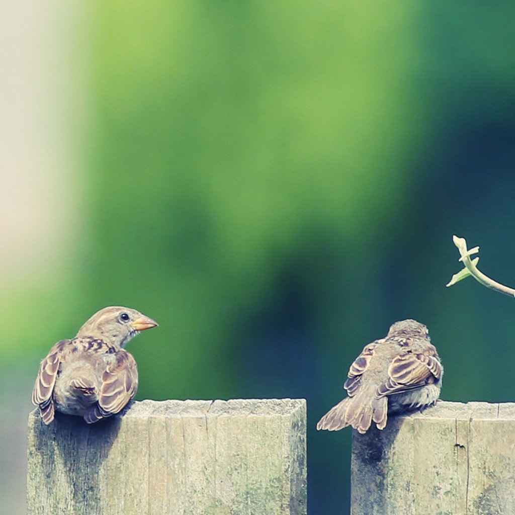 Пара воробьев на деревянном заборе