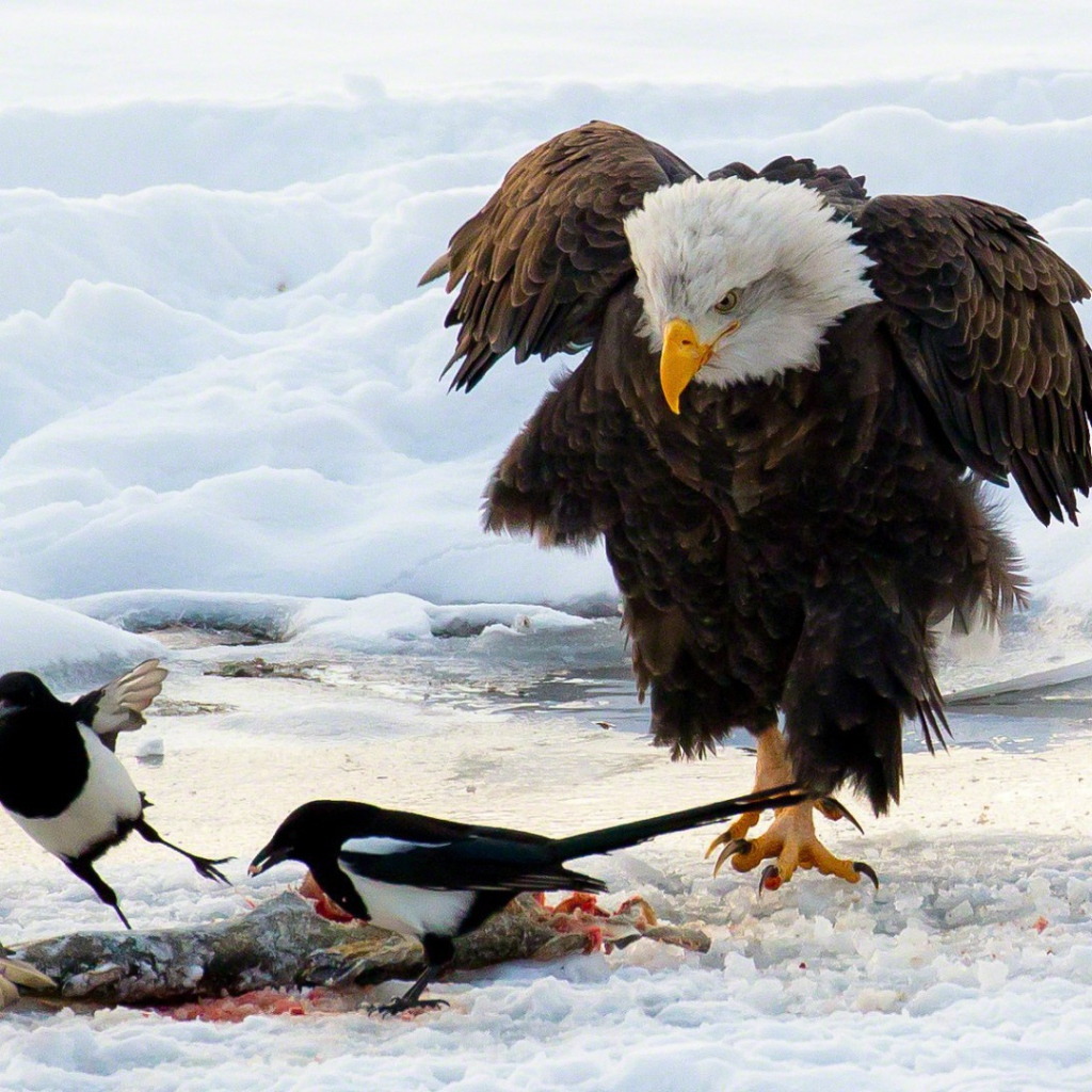 Белоголовый орлан и сороки