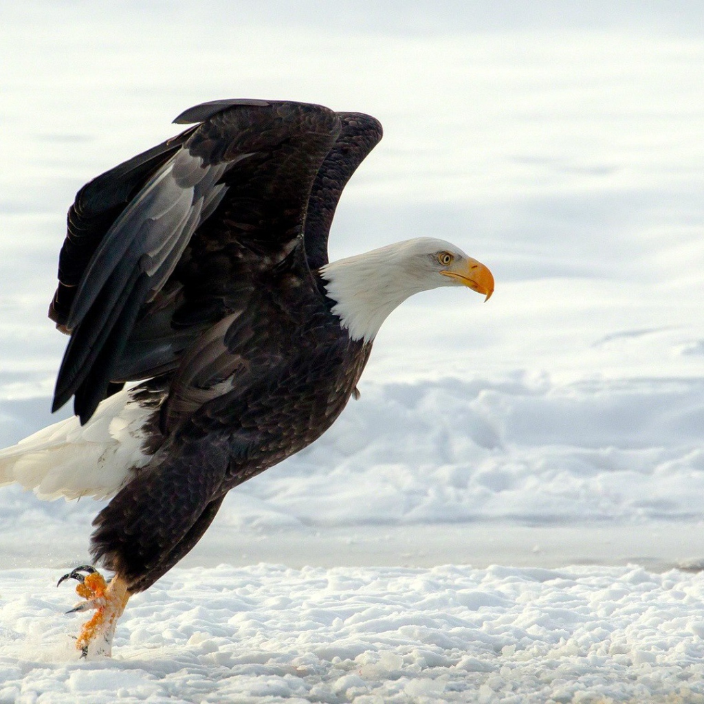 Белоголовый орлан садится на снег